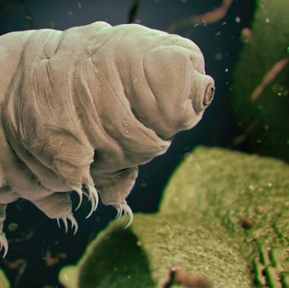 Meet your Posher, Tardigrade